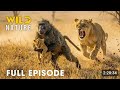 Win or Die (FULL EPISODE) | Deadliest Battles for Survival | Animal documentary