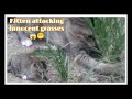 NAUGHTY KITTEN VS GRASSES | Puspin Mouser & Friends