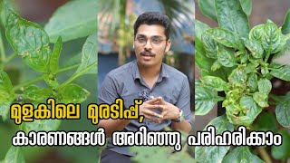 മുളകിലെ മുരടിപ്പ്, കാരണങ്ങൾ അറിഞ്ഞു പരിഹരിക്കാം #KitchenMystery #DheKrishi