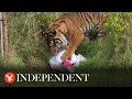 'Gender reveal' held for newborn tiger cub after safari park keepers help her walk