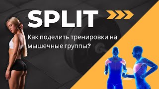 Сплит тренировка: Как разделять тренировки по мышечным группам?