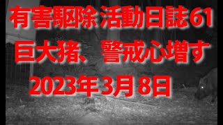 有害駆除 活動日誌61 巨大イノシシ 警戒心増す