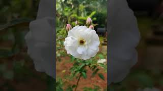 Rose Rose Rose || S.P. Balasubramanyam || Allari Priyudu Songs...🥀🌹🌹 #SHORTS