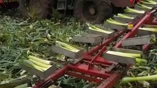 Leek harvesting