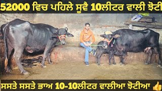 ਸਸਤੇ ਭਾਅ 2 ਮੱਝਾ ਵੀਕਾਓ। Buffalo for sale/singh dairy farm/12-2-25