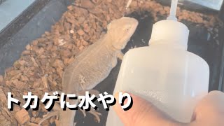 【爬虫類ショップ】フトアゴヒゲトカゲの水やり