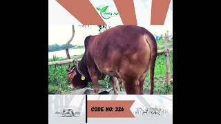 Amity Agro Cow : শাহীওয়াল (ষাঁড়)  Code No - 326 (Eid Ul Adha - 2023)