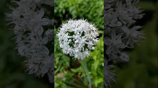 My garden green onion plant/எங்கள் வீட்டு தோட்ட வெங்காயம் #nature#organic #garden#agriculture