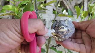 Air-layering/Marcotting : Madaling Paraan para I-Clone ang Lemon Tree.