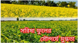 শীতের সৌন্দর্য সরিষা ফুল | Winter beauty mustard flower | সরিষা ফুল | Mustard Flower |