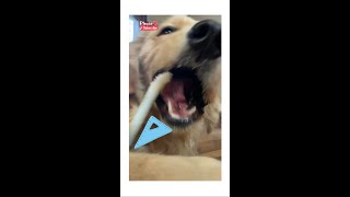 角度を気にするゴールデンレトリバー🙄 Funny Dog :) はななん日記♡