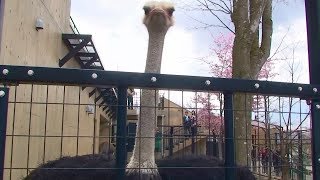 【ダチョウ】求愛なの？ （旭山動物園）- Ostrich's courtship dance