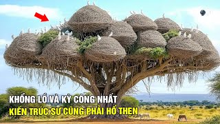 14 Chiếc Tổ Kỳ Diệu và Khổng Lồ Nhất Thế Giới Động Vật – Những Kiệt Tác Khiến Con Người Phải Hổ Thẹn