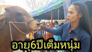 เจ้าบารอน:SG Cattle Service Co Ltd.