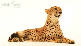 Federally endangered northwest African cheetah (Acinonyx jubatus hecki) in the UAE.