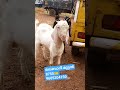 മലബാറി മുട്ടൻ 8750🐐 goatlovers goatfarming sheep goatmeat