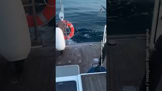 Orcas attack boats near Spain