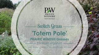 Totem Pole Switch Grass | Walters Gardens