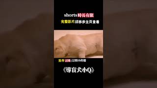 一口氣看完催淚電影《導盲犬小Q》，一隻特殊的拉布拉多犬，和盲人主人相互治癒的情感#電影解說 #電影 #感人 #解说