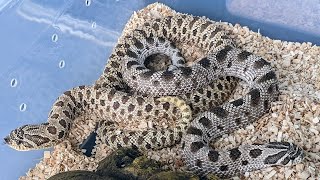 Hognose Pairing for 2022