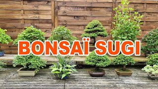 BONSAI SUGI