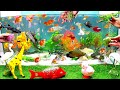 Cute Animals, Chicks, Crocodiles, Frogs, Crayfish, Red Crab, Turtle, Shark, Goldfish, Guppies, Carp