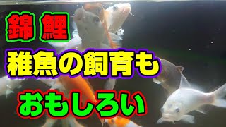 【汚池再生計画】錦鯉を稚魚から育てる楽しさ‼＃koi