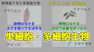 中学２年　理科『単細胞・多細胞生物』【現役教師による授業動画】