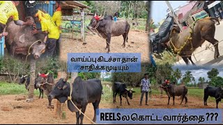 வாடியில நல்ல விளையாட்டு மஞ்சுவிரட்டுல ஜாம்பவான்