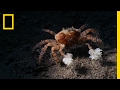 Watch These Crabs Tear Their Living 