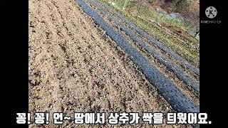 울주군가족봉사단 무궁화 - 나눔텃밭 농작물 수확 및 기증