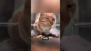 Most Viral Meme Cats #4