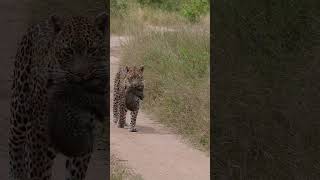 Incredible Moment: Mother Leopard Carries Her Cub to Safety!