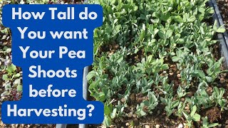 How Tall do You want Your Pea Shoots before Harvesting?