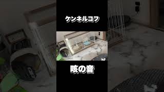 【注意】ケンネルコフの症状について【咳の音/犬風邪】 #shorts