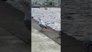 ユリカモメさんの奇怪な行動😱獲物が大きすぎたせいなのか、、、首が異様に太くなっていて苦しんでいます😢