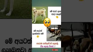 ඒ අහින්සක අය පව්. #dog #doglover