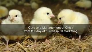 Ar vulh lai enkawl dan/Care and Management of Poultry MzSRLM