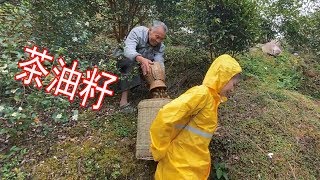 十三妹上山捡茶油籽，刚捡半篓就下雨了，市场价能卖多少呢【湘西十三妹】