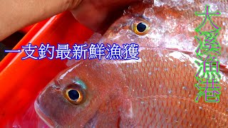 大溪漁港一支釣最美漁獲 真鯛 花身 寶石石斑 盤仔魚 黃雞魚 洪秋哥 石漏 等等現釣好物 2024