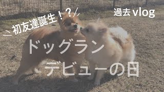 初めてのドッグラン【ポメラニアン】〜生後7ヶ月〜