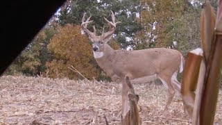 When to use the right call on a buck - Whitetail Freaks TV