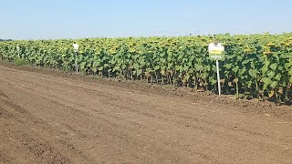 Демо поле соняшнику Сингенти 🌻🌻🌻. Вовчок (заразіха) на сингеті❗❗❗Які гібриди вразили⁉️