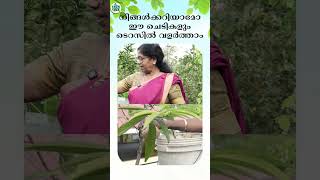 നിങ്ങൾക്കറിയാമോ ഈ ചെടികളും ടെറസിൽ വളർത്താം #agriculture #farmers #agriculturefarming