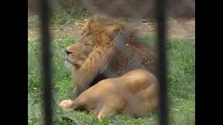 Nova atrakcija ZOO vrta Osijek - safari terenac u nastambi s lavovima