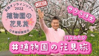 【植物園の花見旅】桜博士のスタート宣言！全国植物園をつなぐオンラインお花見リレー🌸　#植物園の花見旅#桜前線2022#shorts