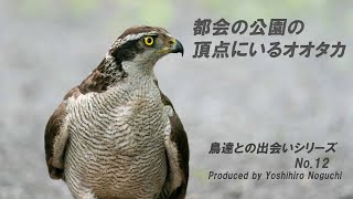 都会の公園の頂点にいるオオタカ（準絶滅危惧種から都会に順応することで数を増やした鳥)の  　繁殖から幼鳥の独り立ちまでの記録　Northern Goshawk