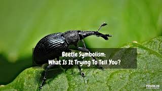 Beetle Symbolism: What Is It Trying To Tell You?