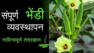 भेंडी लागवड(Okra Cultivation): आदर्श नियोजन आणि व्यवस्थापनाच्या आधारे, भेंडी लागवड फायदेशीर ठरू शकते