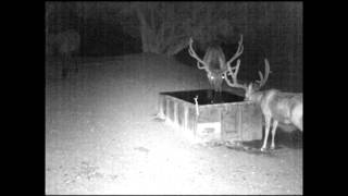 Giant Mule Deer Trail Cam Video